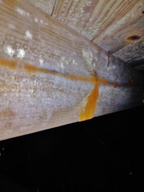 Mold growth on crawlspace wood