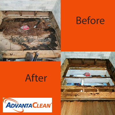 Before and after cleaning fungal growth