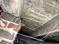 Mold damage