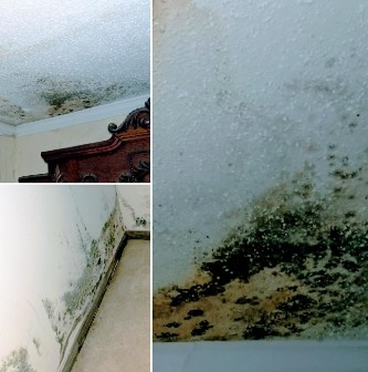 Mold in home with antiques