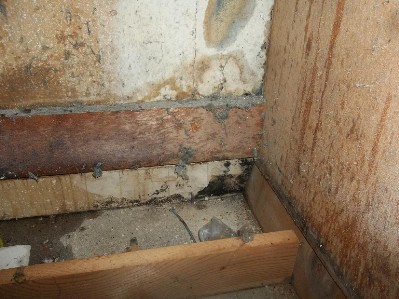 Mold on walls and floor