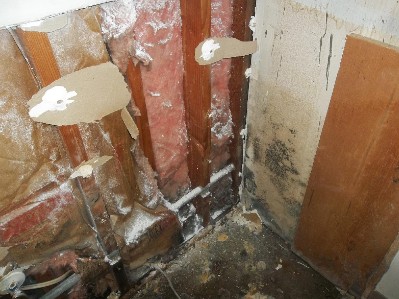 Mold contamination