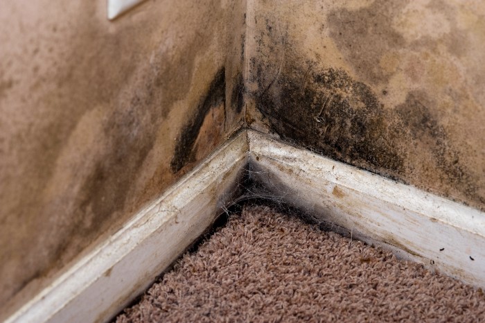 mold-corner-home.jpg