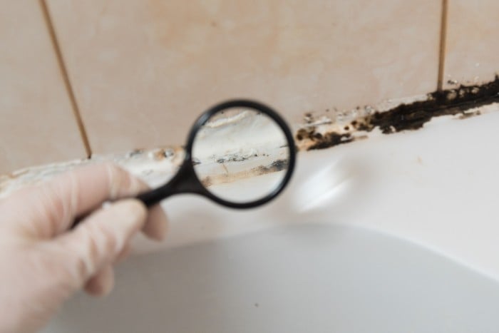 mold-mildew-1-12-22-P.jpg