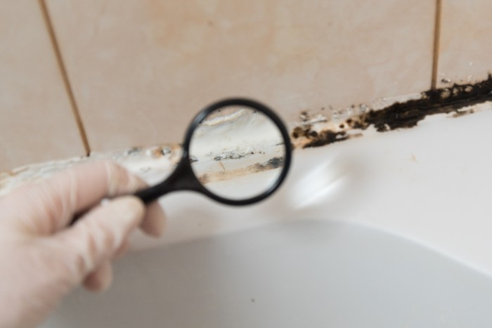 mold-mildew-1-12-22-P.jpg