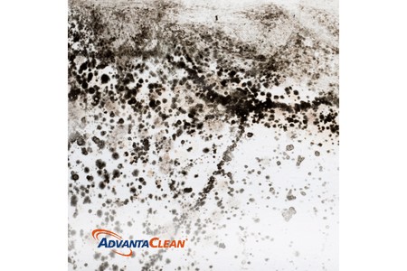home-mold-growth-remediate.jpg