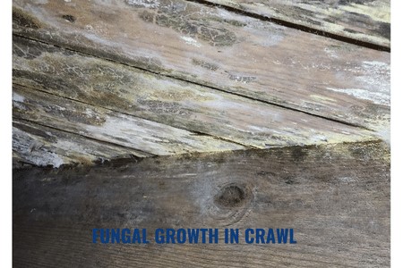 mold-removal-remediation-home.jpg
