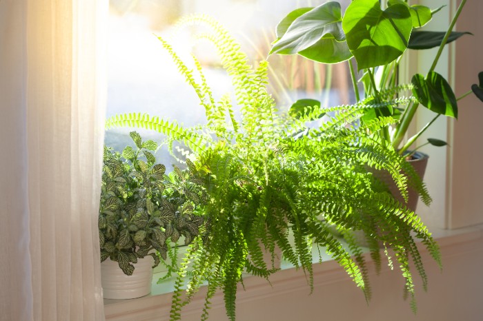 boston-fern.jpg