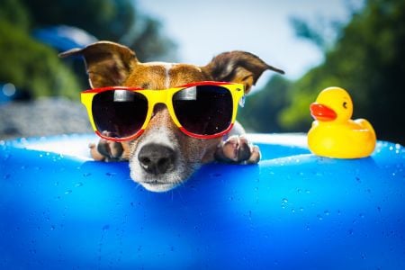 A dog on a blue float with a yellow duck