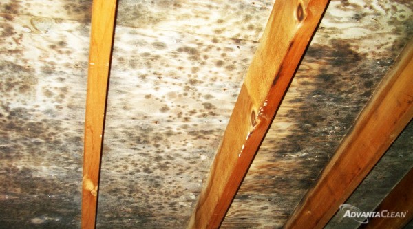 Mold_Attic-600x333.jpg