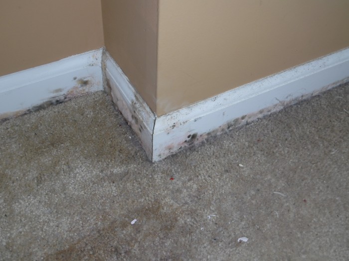 Mold_on_Baseboard[1].jpg