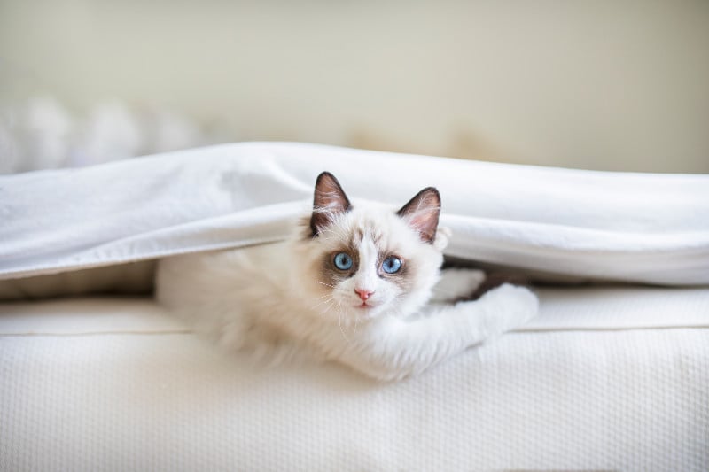 catinsheets.jpg