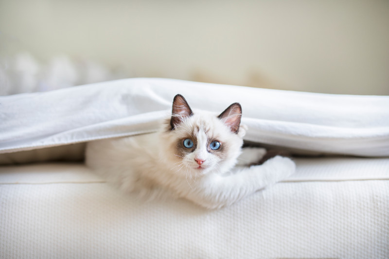 Cat under bedsheet