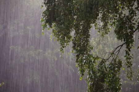 rainfall on a tree