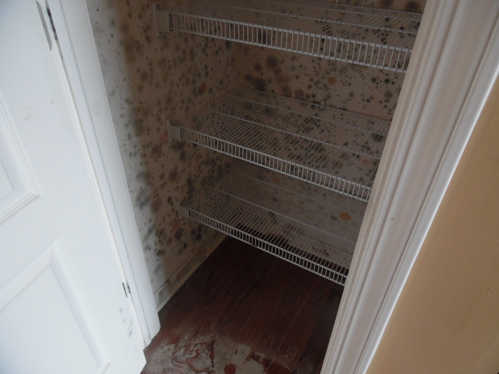 Mold_in_Closet[1](1).jpg