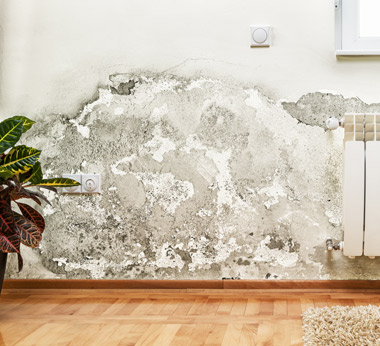 Fort Lauderdale Mold Remediation